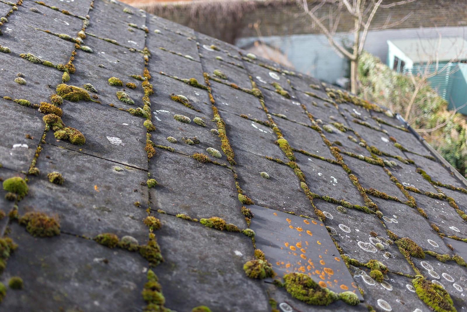 Algae On Roof